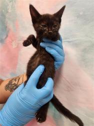Shelter Stray Male Cat last seen LAGUNA PARK DR / TEGAN RD, 9150 Union Park Way, Elk Grove, CA 95624, USA