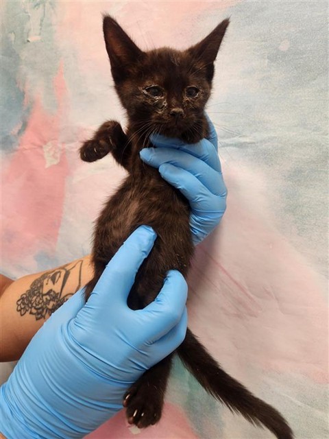 Shelter Stray Male Cat last seen LAGUNA PARK DR / TEGAN RD, 9150 Union Park Way, Elk Grove, CA 95624, USA