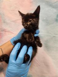 Shelter Stray Female Cat last seen LAGUNA PARK DR / TEGAN RD, 9150 Union Park Way, Elk Grove, CA 95624, USA