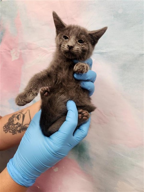 Shelter Stray Male Cat last seen LAGUNA PARK DR / TEGAN RD, 9150 Union Park Way, Elk Grove, CA 95624, USA