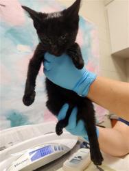 Shelter Stray Female Cat last seen LAGUNA PARK DR / TEGAN RD, 9150 Union Park Way, Elk Grove, CA 95624, USA