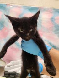 Shelter Stray Female Cat last seen LAGUNA PARK DR / TEGAN RD, 9150 Union Park Way, Elk Grove, CA 95624, USA