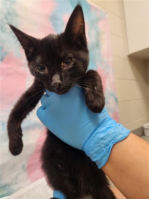 Shelter Stray Male Cat last seen LAGUNA PARK DR / TEGAN RD, 9150 Union Park Way, Elk Grove, CA 95624, USA