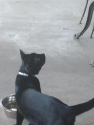 Found/Stray Unknown Cat last seen Joaquin Dr, Mesquite, TX 75150
