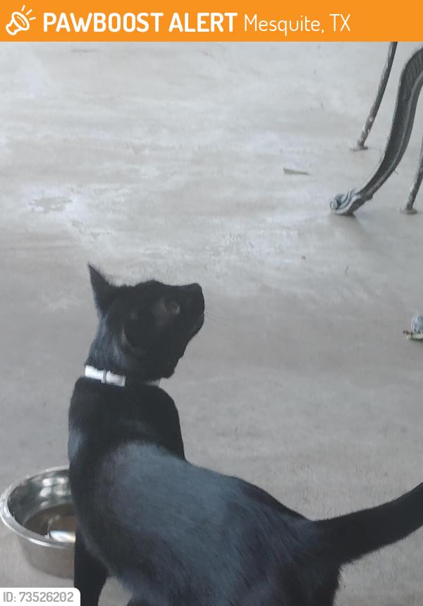 Found/Stray Unknown Cat last seen Joaquin Dr, Mesquite, TX 75150
