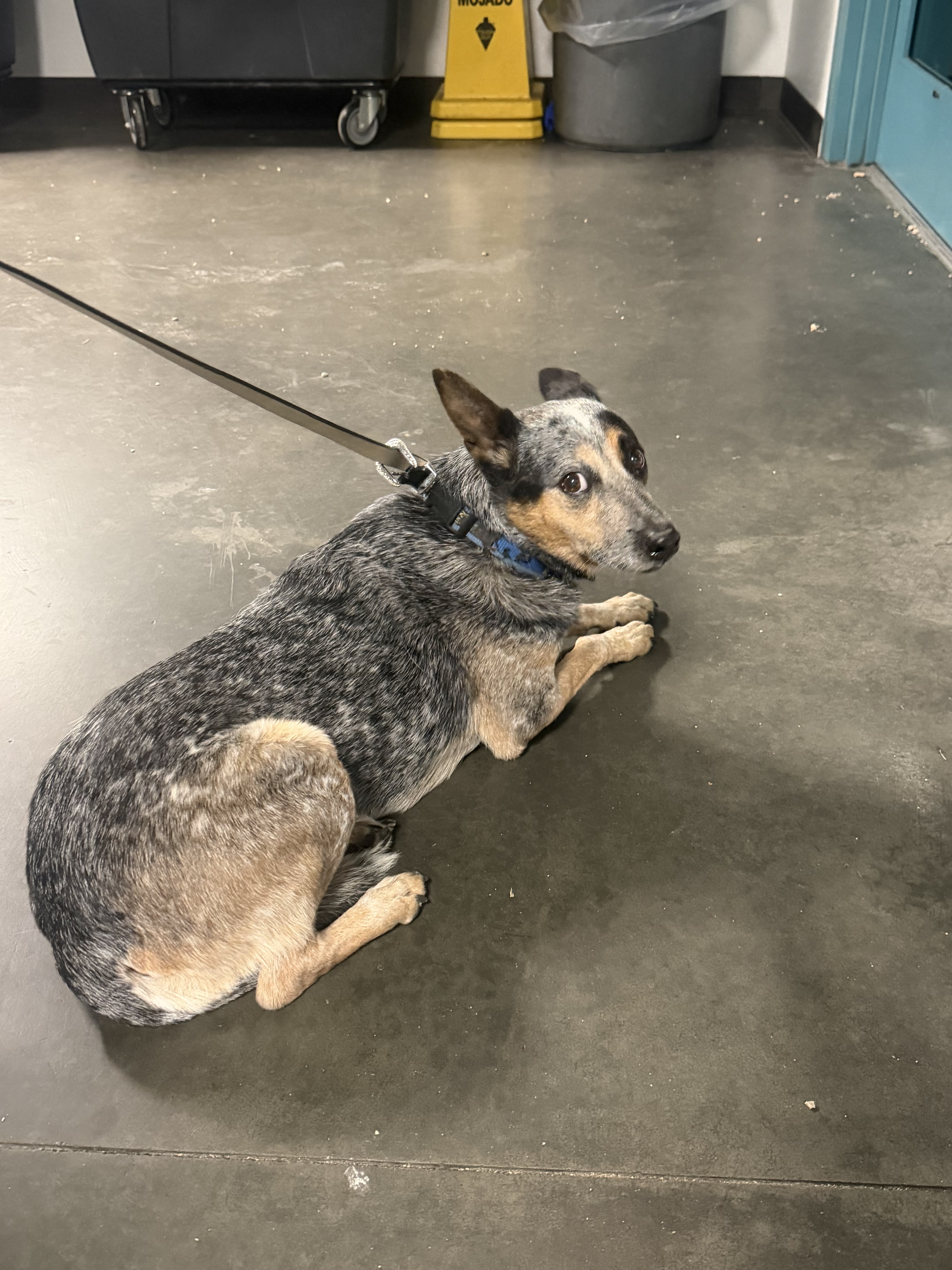 Shelter Stray Male Dog last seen , West Valley Animal Shelter, 20655 Plummer St, Chatsworth, CA 91311, USA