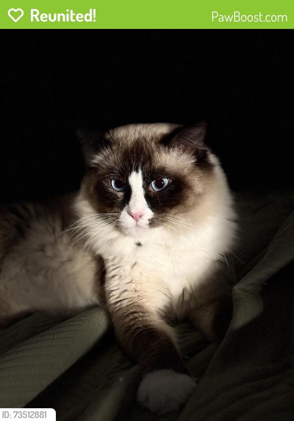 Reunited Male Cat last seen Cottle Drive, Clyde, VIC 3978