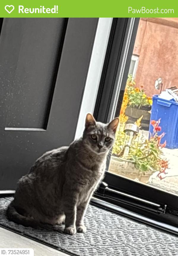 Reunited Female Cat last seen Wolf and Ritner, Philadelphia, PA 19145
