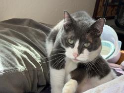 Lost Male Cat last seen Ambassador Dr & forest lake rd, Rancho Cordova, CA 95670