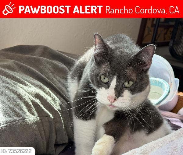 Lost Male Cat last seen Ambassador Dr & forest lake rd, Rancho Cordova, CA 95670