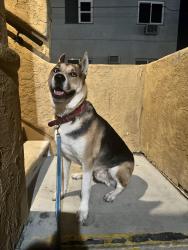 Reunited Male Dog last seen Near campo rd, Spring Valley, CA 91977