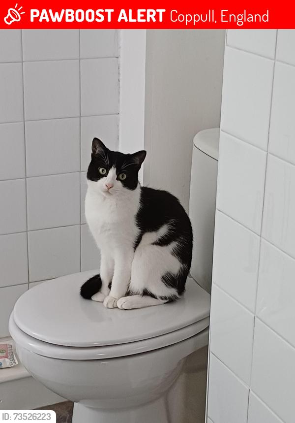 Lost Male Cat last seen Milton Road, Byron Crescent, Coppull, England 