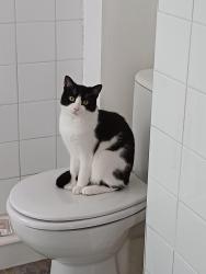 Lost Male Cat last seen Milton Road, Byron Crescent, Coppull, England 