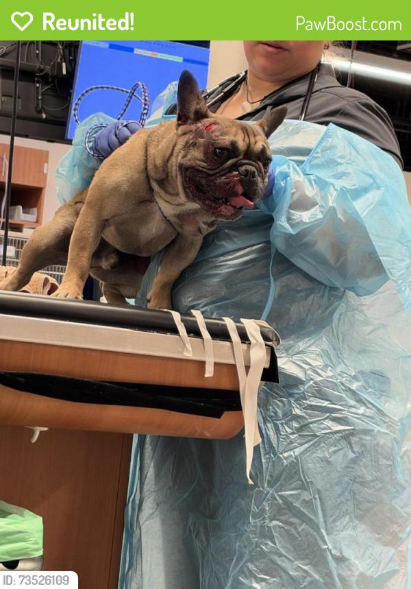Reunited Male Dog last seen Middleberry, Aurora, IL 60503