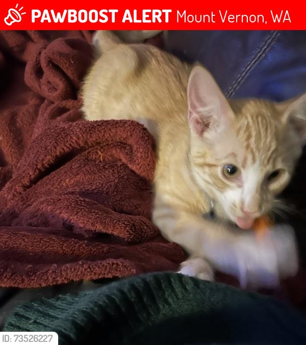 Lost Male Cat last seen Alley between N 5th and N 6th, Mount Vernon, WA 98273