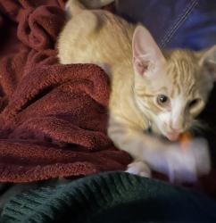 Lost Male Cat last seen Alley between N 5th and N 6th, Mount Vernon, WA 98273