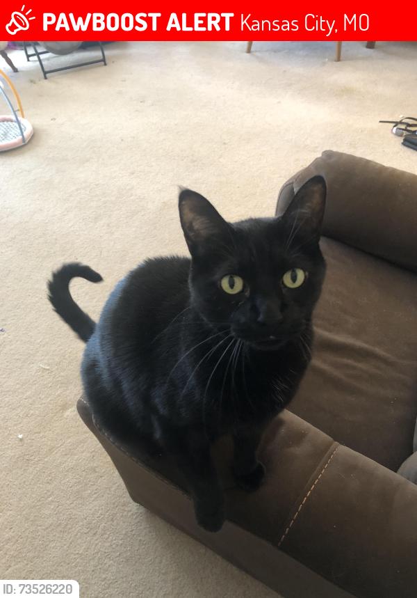 Lost Male Cat last seen NE Normandy Ln and N Grand in Green Meadows subdivision, Kansas City, MO 64116