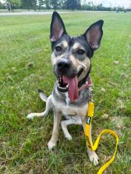 Lost Female Dog last seen Near South miller rd, Saginaw, MI 48609