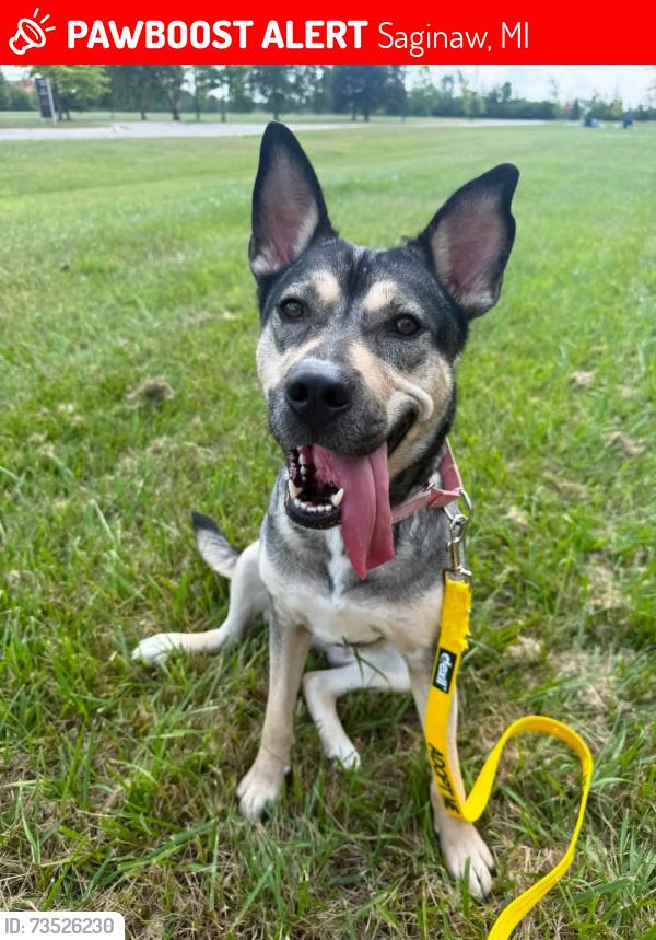 Lost Female Dog last seen Near South miller rd, Saginaw, MI 48609
