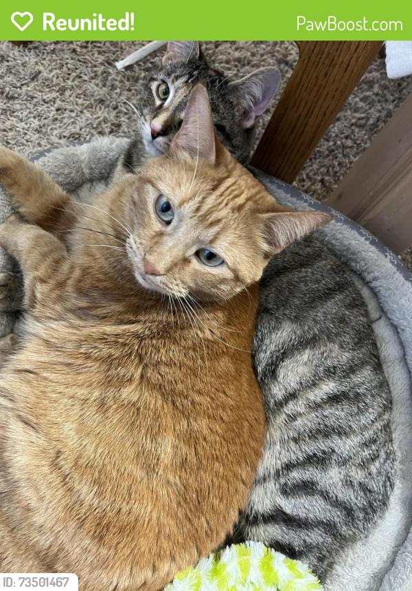 Reunited Female Cat last seen 4th Ave and Dakota St., Shakopee, MN 55379