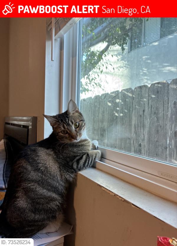 Lost Female Cat last seen San Diego, CA 92111, San Diego, CA 92111