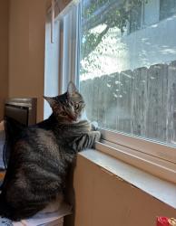 Lost Female Cat last seen San Diego, CA 92111, San Diego, CA 92111