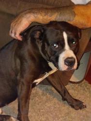 Lost Male Dog last seen Hwy 19 and Sooner Rd, Chickasha, OK 73018