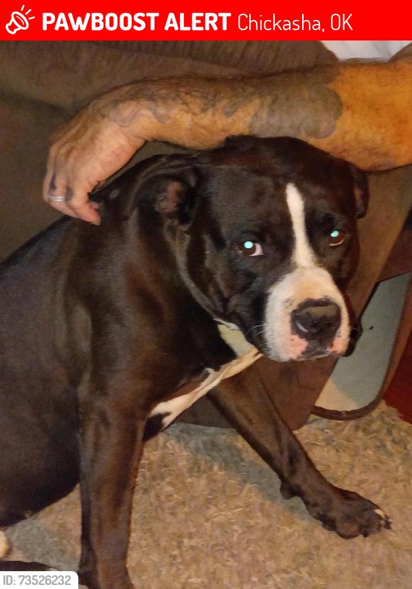 Lost Male Dog last seen Hwy 19 and Sooner Rd, Chickasha, OK 73018