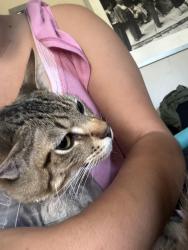 Reunited Male Cat last seen Katella and western, Stanton, CA 90680