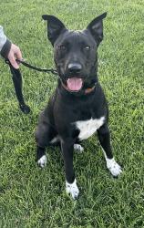 Reunited Male Dog last seen Kemsley st Pearce, Pearce, ACT 2607