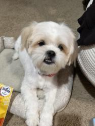 Reunited Male Dog last seen Near Ludlow Lane, Fontana, CA, Fontana, CA 92336