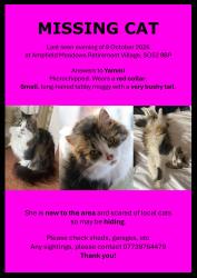 Lost Female Cat last seen Ampfield Meadows Retirement Village, Chandler's Ford, England 