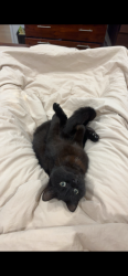 Lost Female Cat last seen Garling St, Willagee, Willagee, WA 6156