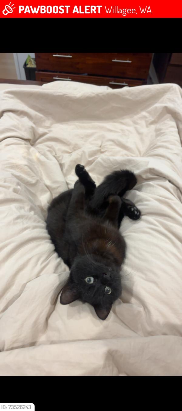 Lost Female Cat last seen Garling St, Willagee, Willagee, WA 6156