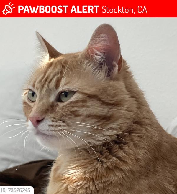 Lost Female Cat last seen marina market, Stockton, CA 95219