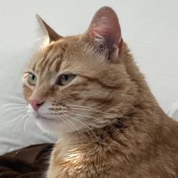 Lost Female Cat last seen marina market, Stockton, CA 95219