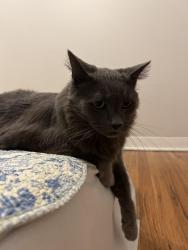 Lost Male Cat last seen Cook st. and 14th, Denver, Denver, CO 80206