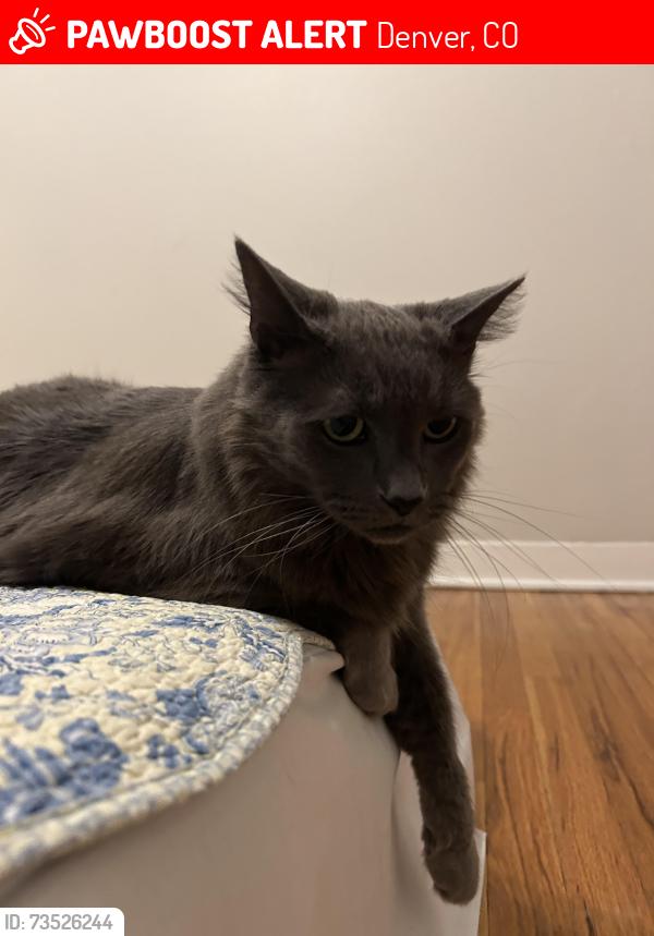 Lost Male Cat last seen Cook st. and 14th, Denver, Denver, CO 80206