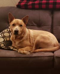 Reunited Male Dog last seen Hefner and May, Oklahoma City, OK 73120