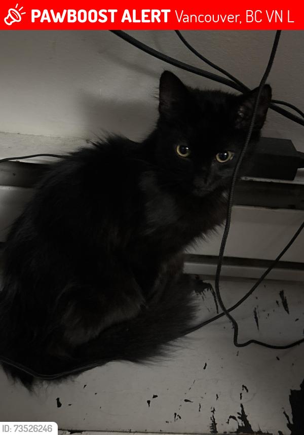 Lost Male Cat last seen Near East 5th Ave, Vancouver, BC V5N 1L6