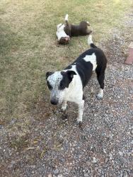 Lost Male Dog last seen Cs 2980, Blanchard, OK 73010