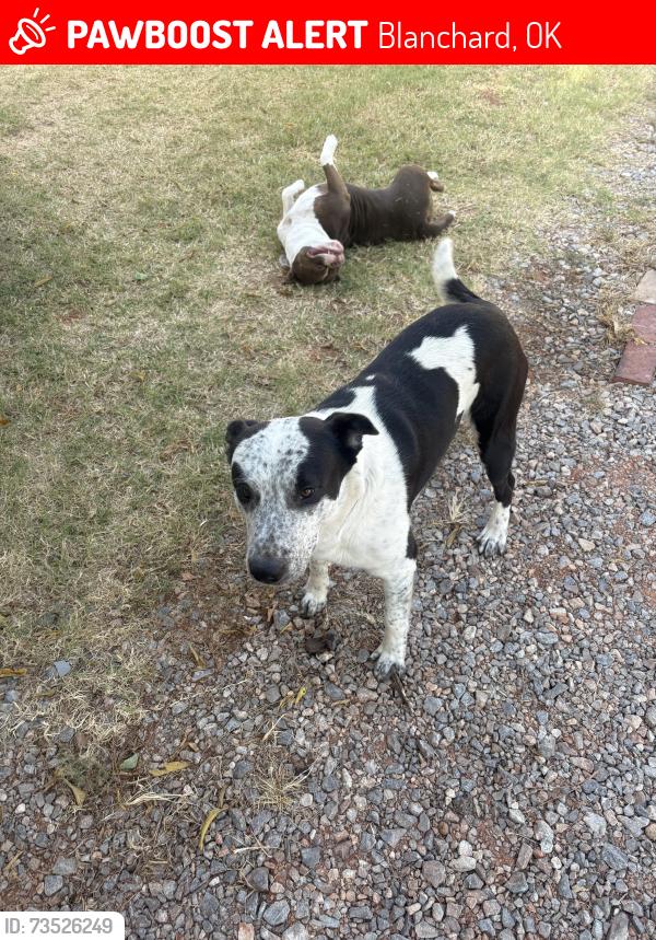 Lost Male Dog last seen Cs 2980, Blanchard, OK 73010