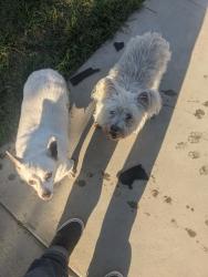 Found/Stray Unknown Dog last seen Railroad tracks on sumner, Bakersfield, CA 93307