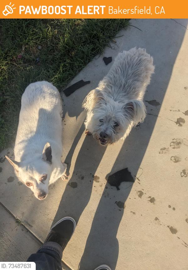 Found/Stray Unknown Dog last seen Railroad tracks on sumner, Bakersfield, CA 93307