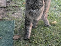 Lost Male Cat last seen Across the street from a private plane airport, Murrieta, CA 92563