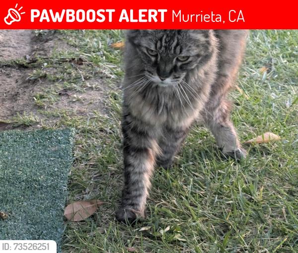 Lost Male Cat last seen Across the street from a private plane airport, Murrieta, CA 92563