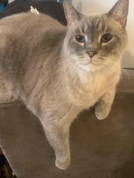 Lost Male Cat last seen Near East 5th Avenue, Vancouver, BC V5N 1L6