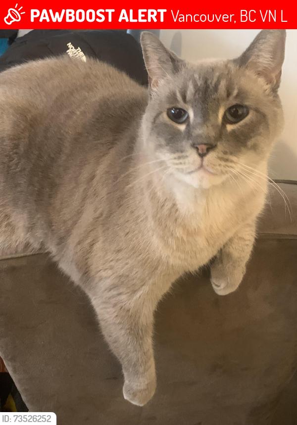 Lost Male Cat last seen Near East 5th Avenue, Vancouver, BC V5N 1L6