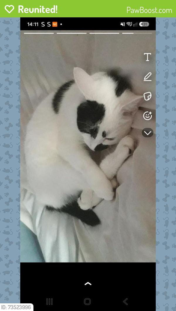 Reunited Male Cat last seen Greenwood Drive, West Yorkshire, England BD2 1JH