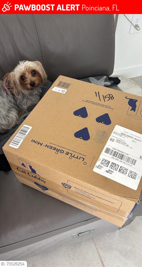 Lost Female Dog last seen Albi ct kissimmee, Poinciana, FL 34759